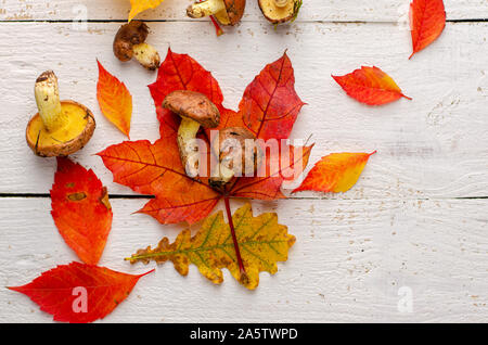 Herbst Wald Pilze mit orange Blätter auf weißem Holz- Hintergrund. Kopieren Sie Raum und Overhead. Stockfoto