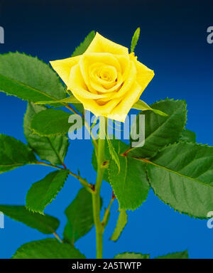 Immer noch leben. Schnittblume. Studio Nahaufnahme der einzelne gelbe rose bloom. Stockfoto