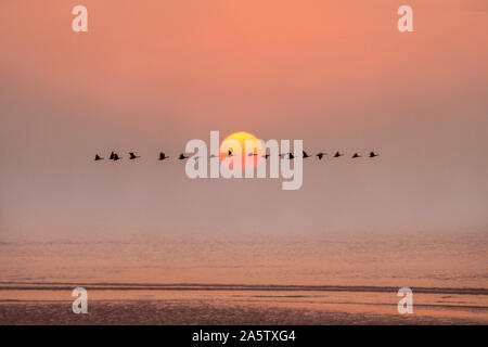 Gänse über das Meer aat Dämmerung fliegen Stockfoto