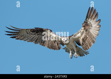 Osprey im Flug mit vollständig geöffneten Flügel Stockfoto