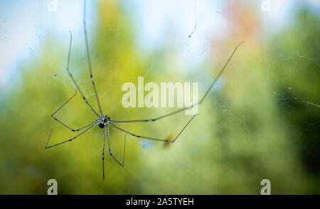 Makro Foto von Daddy Long Legs spider (Phalangium opilio). Die Spinne im Netz, nach unten hängen. Verschwommenen Hintergrund Stockfoto
