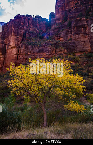 Zions Nationalpark im Herbst. Zions ist herrlich jederzeit des Jahres, aber Herbst im Park ist ein besonderes Erlebnis. Stockfoto