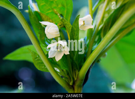 Nahaufnahme Foto von Chili (Capsicum saltillo Saltillo) Blühende weiße Blume. Chili Pflanze wächst, geöffneten Blüte. Grünen und weißen Farben. Stockfoto