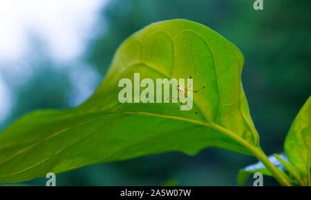 Nahaufnahme eines schwarzen und gelben Spinne (Argiope aurantia) unter einem hellen Grün Blatt. Jalapeno Chili (Capsicum annuum). Stockfoto