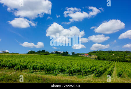 Wunderschönen Weinberg auf einem Hügel. Sonnigen Sommer Bild. Große, weiße Wolken und grünen Reben in geraden Linien. Vier Haus im Hintergrund. Traktor Stockfoto