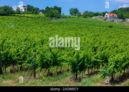 Wunderschönen Weinberg auf einem Hügel. Sonnigen Sommer Bild. Große, weiße Wolken und grünen Reben in geraden Linien. Vier Haus im Hintergrund. Traktor Stockfoto