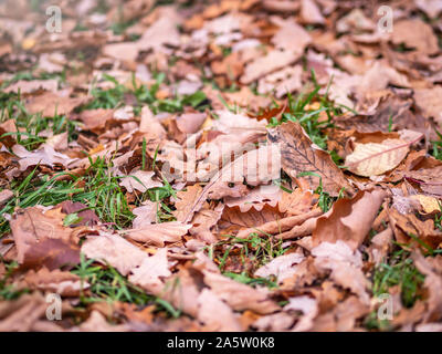 Orange, Gelb und Braun Eiche gefallenen Blätter mit Tautropfen auf grünem Gras. Herbst horizontale Hintergrund mit getrockneten Blätter im Sonnenlicht. Stockfoto