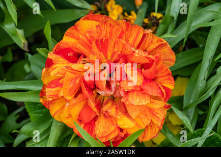 Doppel Tulpe Blume in voller Blüte im Frühling Stockfoto