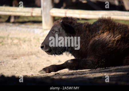 Bison Baby Liegend und ruht aus. Stockfoto