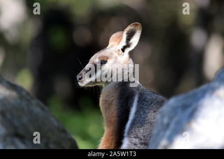 Swamp Wallaby Känguru hinter einem Felsen Portrait Stockfoto