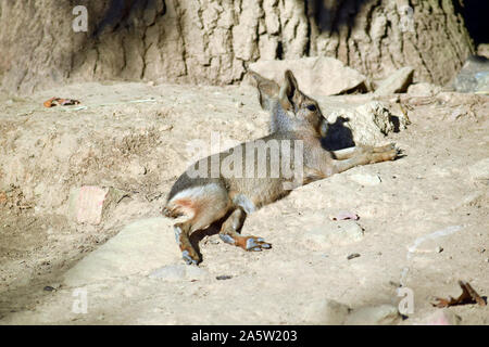 Kleine Patagonian Mara Cub ruht auf dem Boden Stockfoto