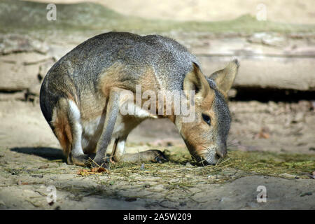 Patagonian Mara Dolichotis Patagonum essen Gras Stockfoto