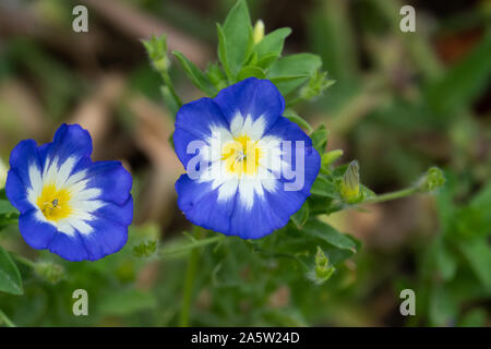 Zwerg Morning Glory Blumen in voller Blüte Stockfoto