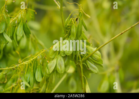 Dyer's Färberwaid Früchte im Frühling Stockfoto