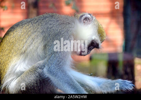 Green Monkey Chlorocebus Sabaeus Portrait Stockfoto