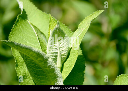Elecampane Blätter im Sommer Stockfoto