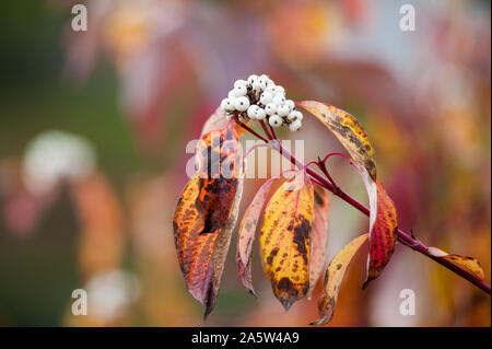 Filiale der roten Herbst Trauben Blätter. Parthenocissus subtomentosa Laub. Auf weissem Hintergrund Stockfoto