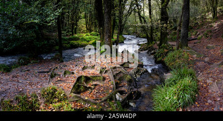 Ein Panoramabild des Flusses Fowey fließt durch den alten Eichen Waldland von Draynes Holz bei Golitha Falls in Cornwall. Stockfoto