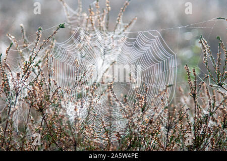 Mutliable spinnen Web-Sites mit Hintergrundbeleuchtung mit dem Herbst morgen Sonnenschein auf kleine Sträucher. Gemeinsame Southborough, Tunbridge Wells, Kent. Stockfoto