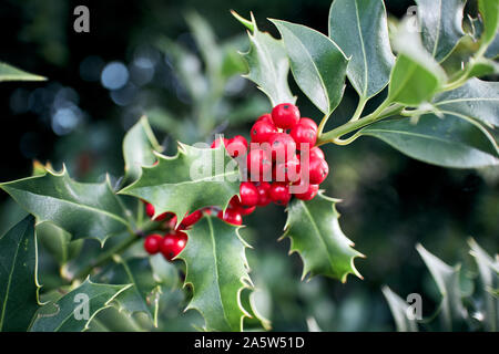 Grüne Holly Bush Blätter mit einem Cluster von leuchtend roten Beeren. Stockfoto