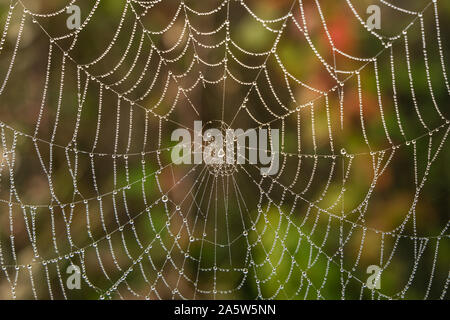 Tau beladenen orb Web auf einem nebligen Morgen mit Wassertropfen auf Ditchling gemeinsamen UK Stockfoto