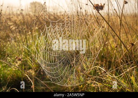 Morgentau hängen von einer orb Web im hohen Gras auf Ditchling gemeinsamen UK Stockfoto