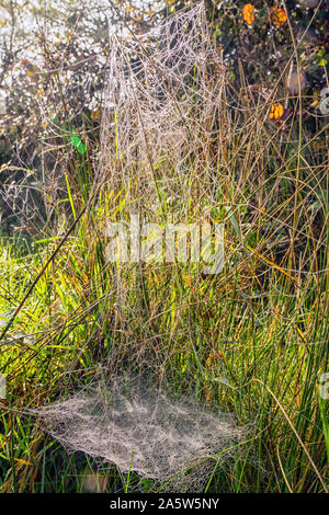 Eine verwirrte Cobweb in die lange Hecke Gras am Rande des Ditchling gemeinsamen UK Stockfoto