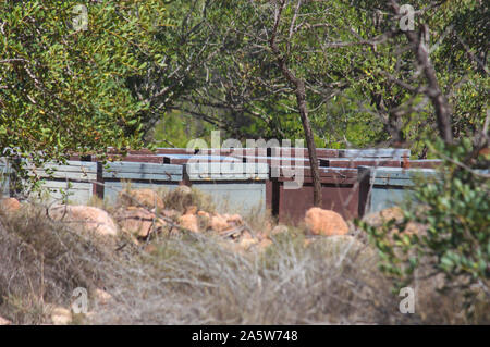 Eine Gruppe von bienenstöcken Für die Bienen den Nektar der Blumen, die Sie in einem entfernten Bereich eines mediterranen Wald zu speichern Stockfoto
