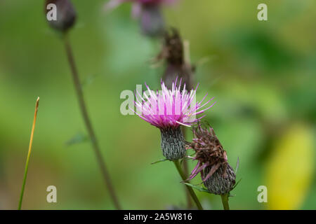 Feld Thistle Blumen in voller Blüte im Sommer Stockfoto