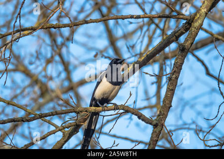 Eurasian Magpie auf Niederlassung im Herbst Stockfoto