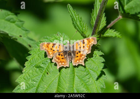 Europäische Komma Schmetterling auf Blatt im Frühling Stockfoto