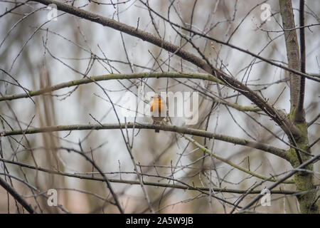 Europäische Robin thront auf Zweig im Winter Stockfoto