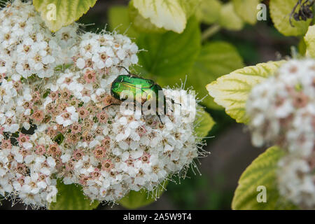 Europäische rose Käfer Käfer auf Birchleaf Fabrikantenvilla Blumen im Frühling Stockfoto