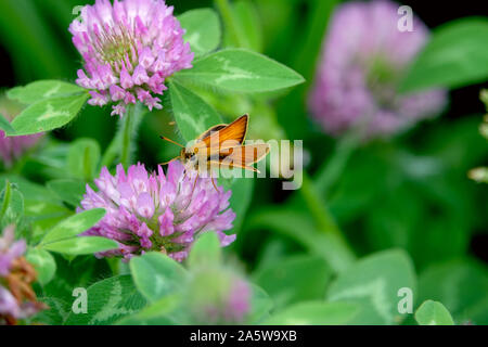 European Skipper Feeding on Red Clover Flowers Stockfoto