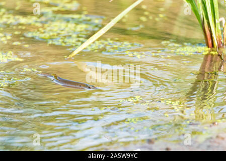 Hecht Fische schwimmen im Fluss. Natur und Angeln Konzept Stockfoto