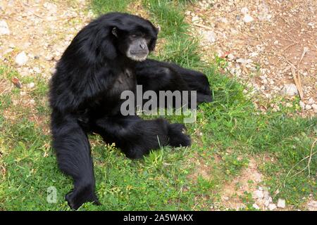 Ein schwarzer Affe sitzt auf dem Gras Stockfoto