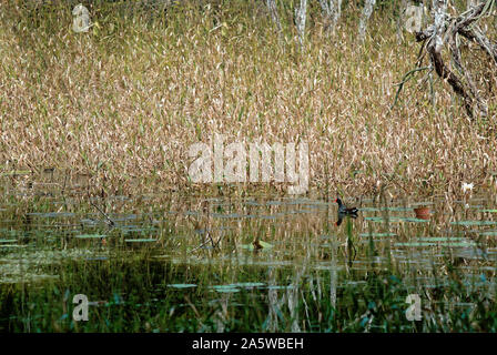 Campeche, Mexiko - 17. November 2014: Gemeinsame sumpfhuhn auf dem Wasser Stockfoto