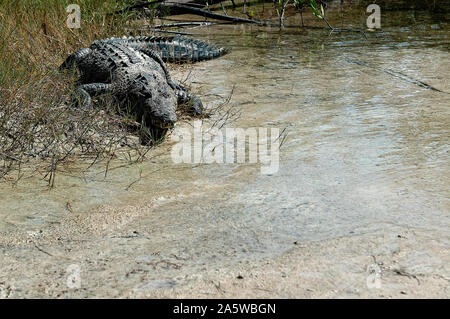 Cozumel, Quintana Roo - November 25, 2006: Krokodil, in der Nähe des Strandes Stockfoto