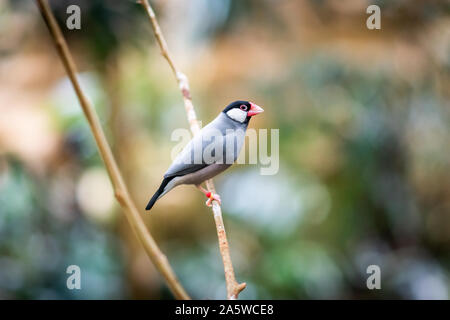 Bristol, UK. 10. Oktober 2019. Java sparrow (Lonchura oryzivora), auch bekannt als Java Finch, Java oder Java reis reis Spatz Vogel im Zoo von Bristol, UK. Stockfoto