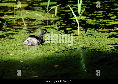 Campeche, Mexiko - 17. November 2014: Mindestens grebe auf dem Sumpf Stockfoto