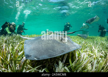 Scuba Divers watch Stachelrochen (Hypanus americanus) rund um die flachen Seegraswiesen während einer Fütterung tauchen schwimmen. Stockfoto