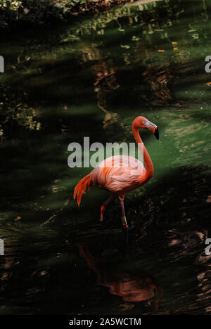 Merida, Yucatan, Mexiko - Februar 4, 2012: ein rosa Flamingo im Wasser Stockfoto