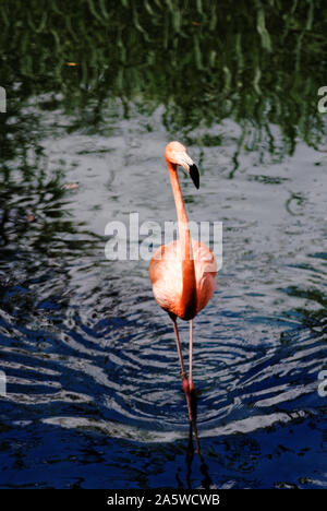 Merida, Yucatan, Mexiko - Februar 4, 2012: ein rosa Flamingo im Wasser Stockfoto