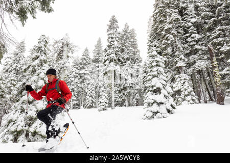 Eine snowshoer Wanderungen durch frisches Pulver in Eldorado National Forest, Kalifornien. Stockfoto