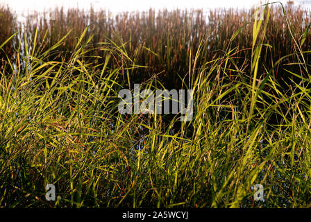 Campeche, Mexiko - 17. November 2014: Gras bei Sonnenaufgang Stockfoto