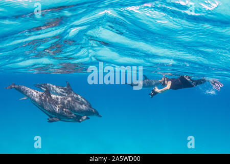 Ein schnorchler erfasst Bilder von einem Pod von Atlantic Spotted Dolphins (Stenella frontalis) in Bimini, Bahamas. Stockfoto