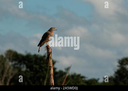 Campeche, Mexiko - 17. November 2014: Am Straßenrand Hawk auf einem Zaun Stock an der Seite der Straße Ruhe Stockfoto