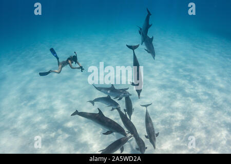 Unterwasser Foto einer jungen Frau, die zum Schnorcheln ein pod von Atlantic Spotted Dolphins (Stenella frontalis) in Bimini, Bahamas. Stockfoto