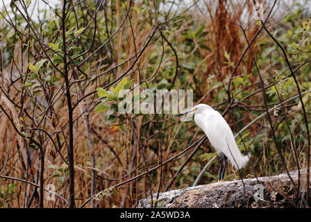 Merida, Yucatan, Mexiko - Januar 28, 2012: Snowy Egret. Stockfoto