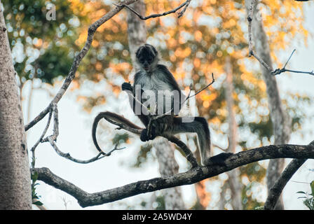 Tulum, Quintana Roo, Mexiko - 12. Januar 2008: Spider monkey auf einem Ast Stockfoto